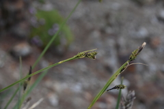 Carex microchaeta