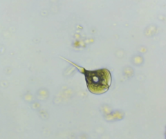 Phacus circumflexus