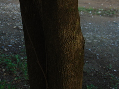 Diospyros palmeri