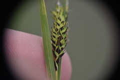 Carex microchaeta