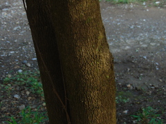 Diospyros palmeri