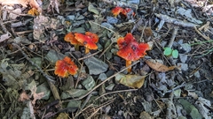 Hygrocybe cuspidata