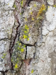 Chrysothrix candelaris