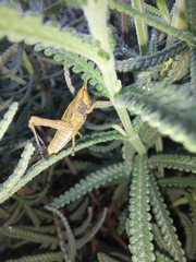 Pyrgomorphidae