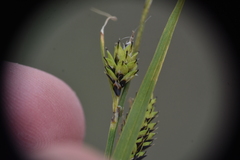Carex microchaeta