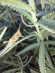 Pyrgomorphidae