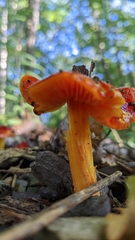 Hygrocybe cuspidata