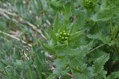 Senecio triangularis