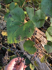 Vitis labrusca