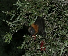 Pteropus poliocephalus