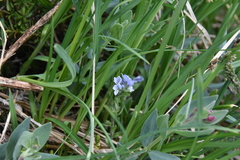 Veronica wormskjoldii