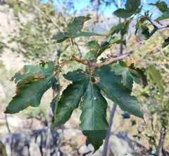 Acer