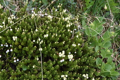 Phyllodoce glanduliflora