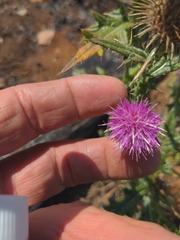 Cirsium