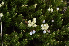 Phyllodoce glanduliflora