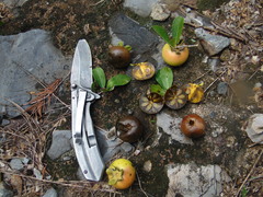 Diospyros palmeri