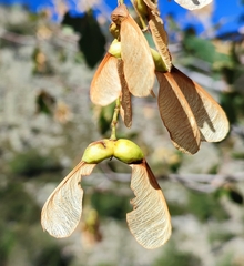 Acer