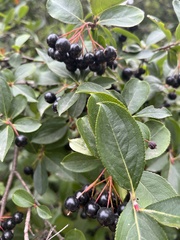Aronia melanocarpa