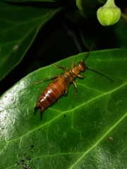 Apterygida albipennis