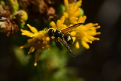 Parancistrocerus declivatus