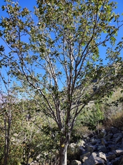 Acer