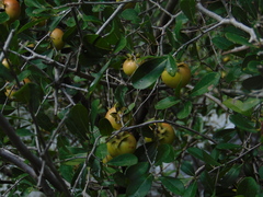 Diospyros palmeri