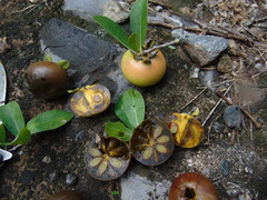 Diospyros palmeri