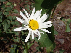 Leucanthemum maximum