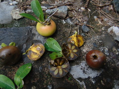 Diospyros palmeri