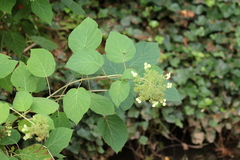 Hydrangea arborescens