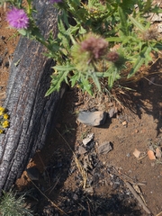 Cirsium