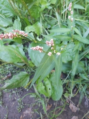 Persicaria maculosa