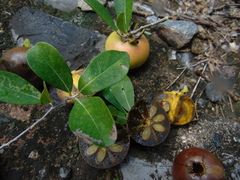 Diospyros palmeri