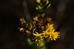 Parancistrocerus declivatus