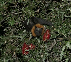 Pteropus poliocephalus