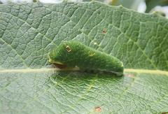 Papilioninae