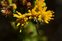 Parancistrocerus declivatus