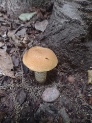 Leccinum