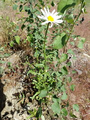 Leucanthemum maximum