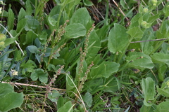 Oxyria digyna