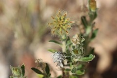 Ptilotus clementii