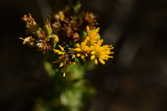 Parancistrocerus declivatus