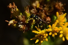 Parancistrocerus declivatus
