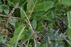 Oxyria digyna