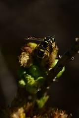 Parancistrocerus declivatus