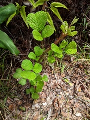 Rubus ellipticus