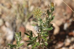 Ptilotus clementii