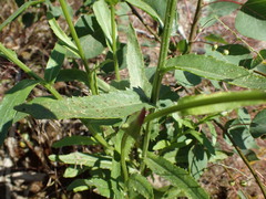 Leucanthemum maximum