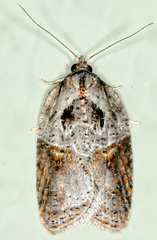 Acleris celiana