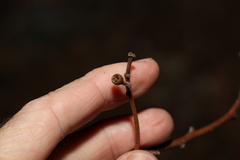 Eucalyptus siderophloia